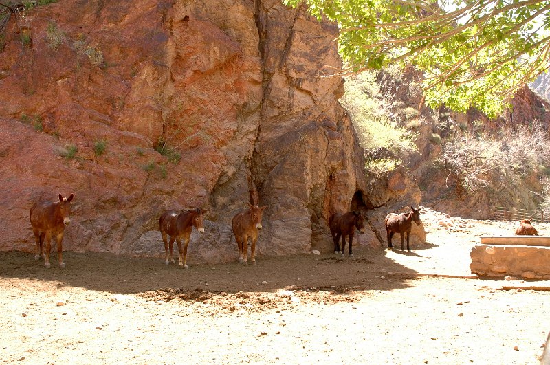 Grand Canyon April 2011_0381.jpg